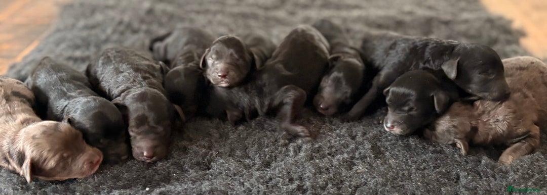 Cavapoochon dogs for sale: Rare Cavapoochons Home Raised PRA clear - Image 3