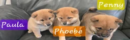Japanese Shiba Inu dogs for sale: Stunning little Shibas - Advert 26