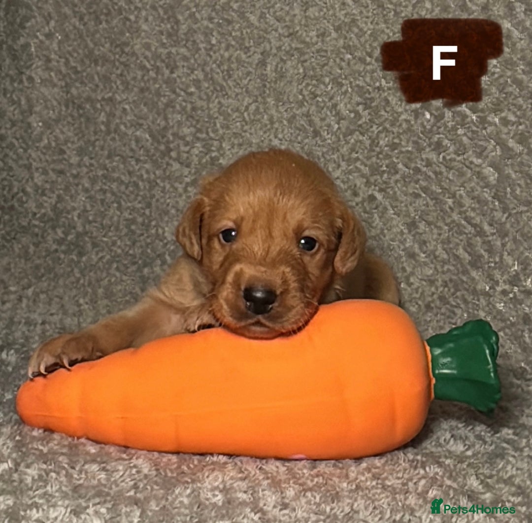 Labrador Retriever dogs for sale: Labrador Retriever Puppies - Raised in Family Home - Advert 7