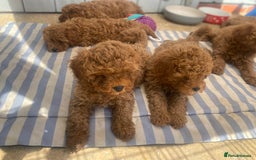 Cavapoo dogs for sale: Red cavapoo babies both parents dna health tested  in Newark - Image 6