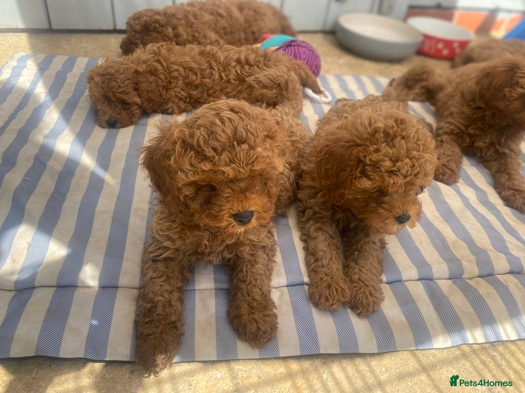 Cavapoo dogs for sale: Red cavapoo babies both parents dna health tested  in Newark - Image 6