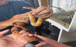 Corn Snake reptiles for sale: Beautiful male corn snake - Image 5