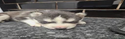 Siberian Husky dogs for sale: 7 siberian huskey puppies for sale £800 - Advert 14