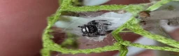 Spiders invertebrates for sale: Apalachicola Jumping spider - Advert 3