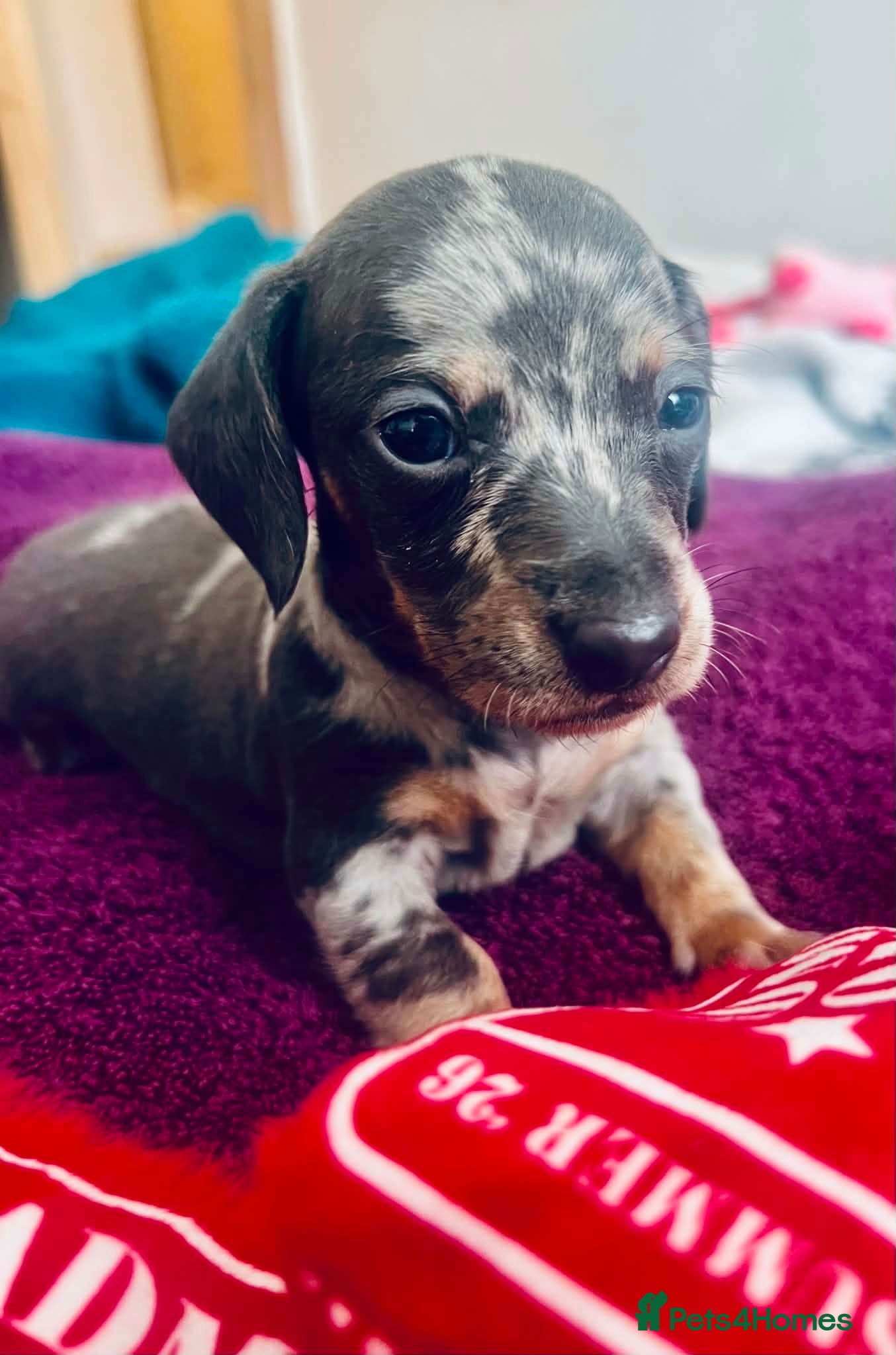 Dachshund dogs Puppy  - Advert 6