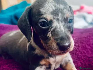 Dachshund dogs Puppy - Advert 6