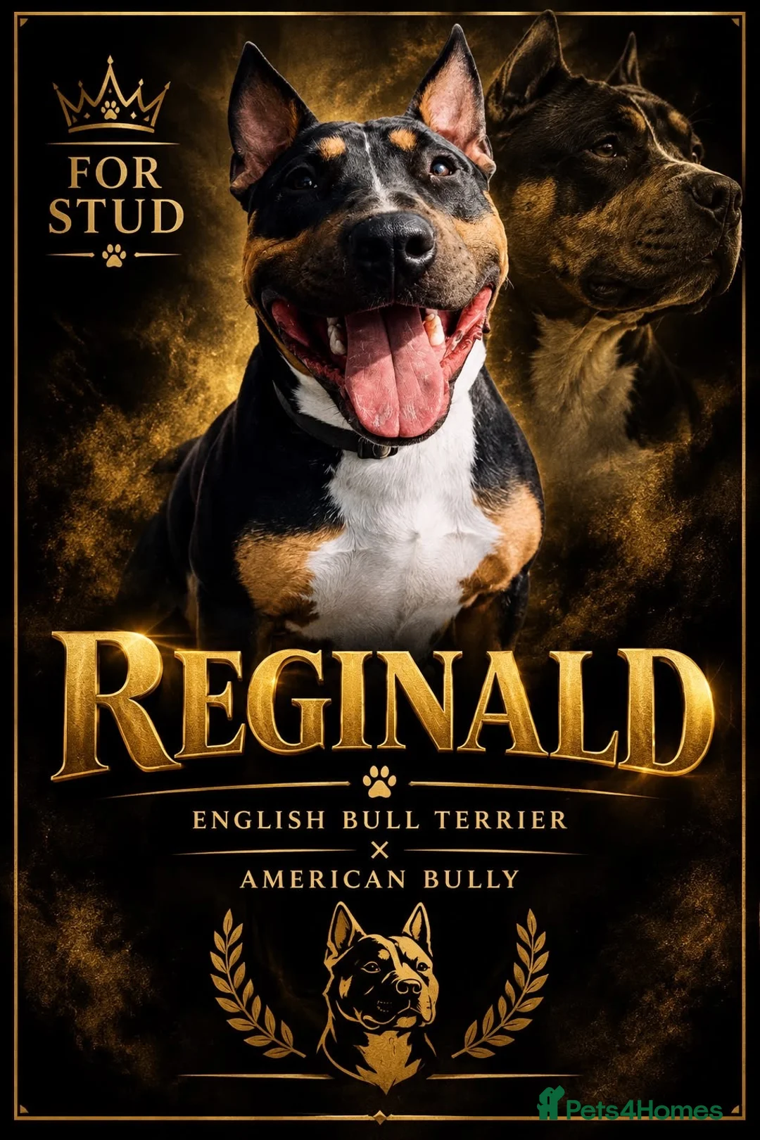 Mixed Breed dogs for stud: Reginald the bully terrier for stud  in Clacton-on-Sea - Advert 1