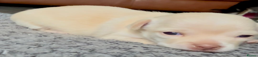 Chihuahua Puppy 2