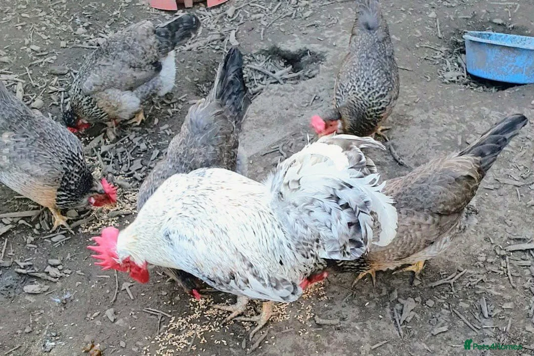 Chickens poultry for sale: Cream legbar chicks in Mexborough - Advert 2