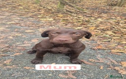 Labrador Retriever dogs for sale: Chunky Labrador retriever pups for sale - Image 2
