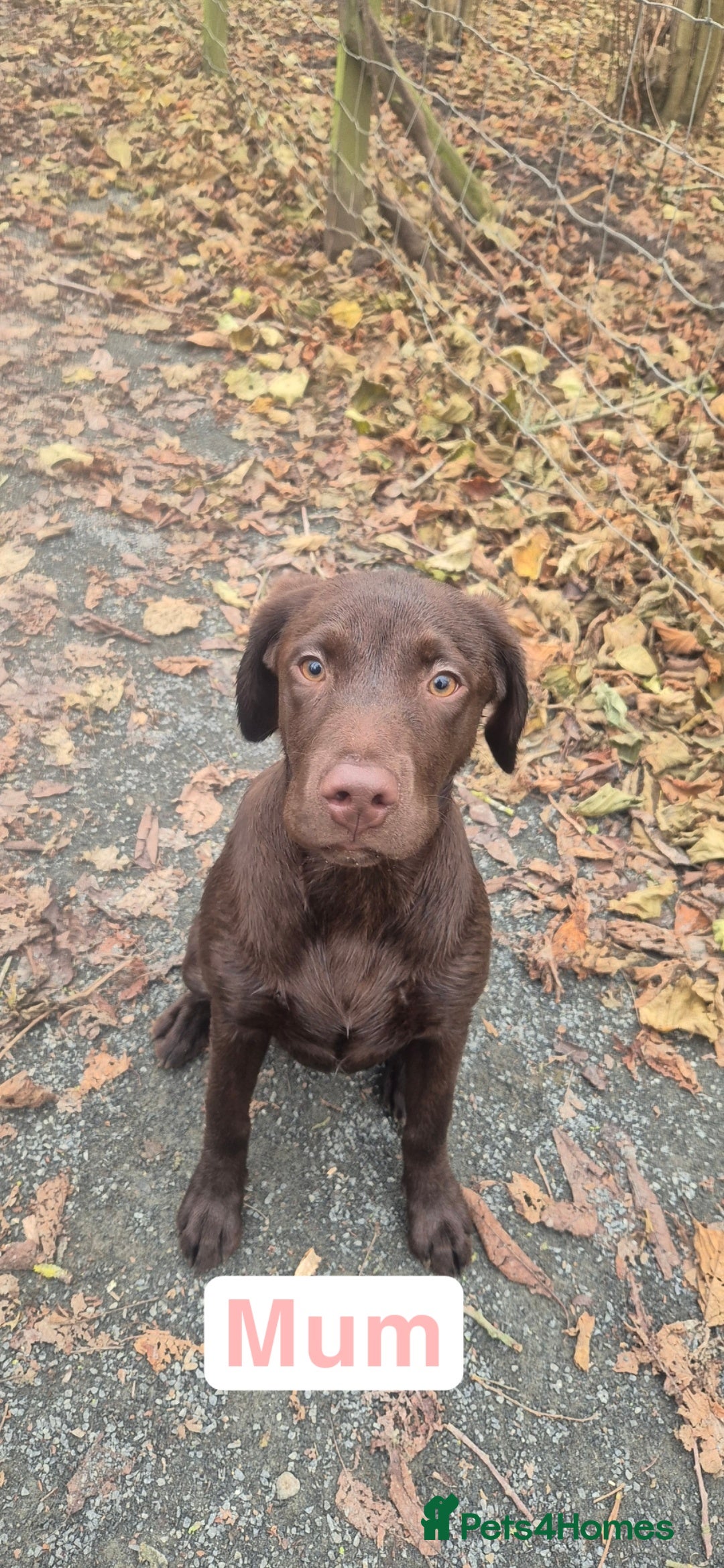 Labrador Retriever dogs for sale: Chunky Labrador retriever pups for sale - Image 2