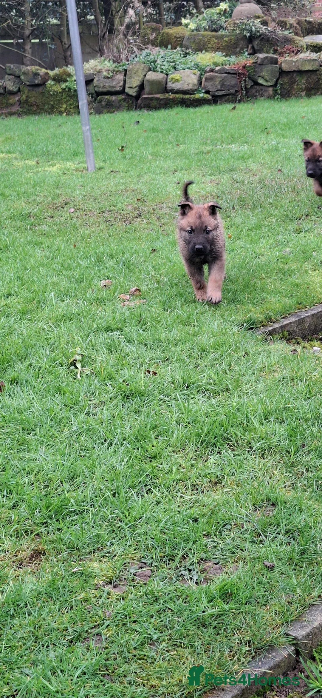 Mixed Breed dogs for sale: Beautiful Belguim Malinois puppies  - Advert 5