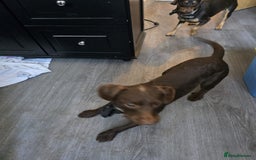 Mixed Breed dogs for sale: Three Dachshund crosses for sale - Image 1