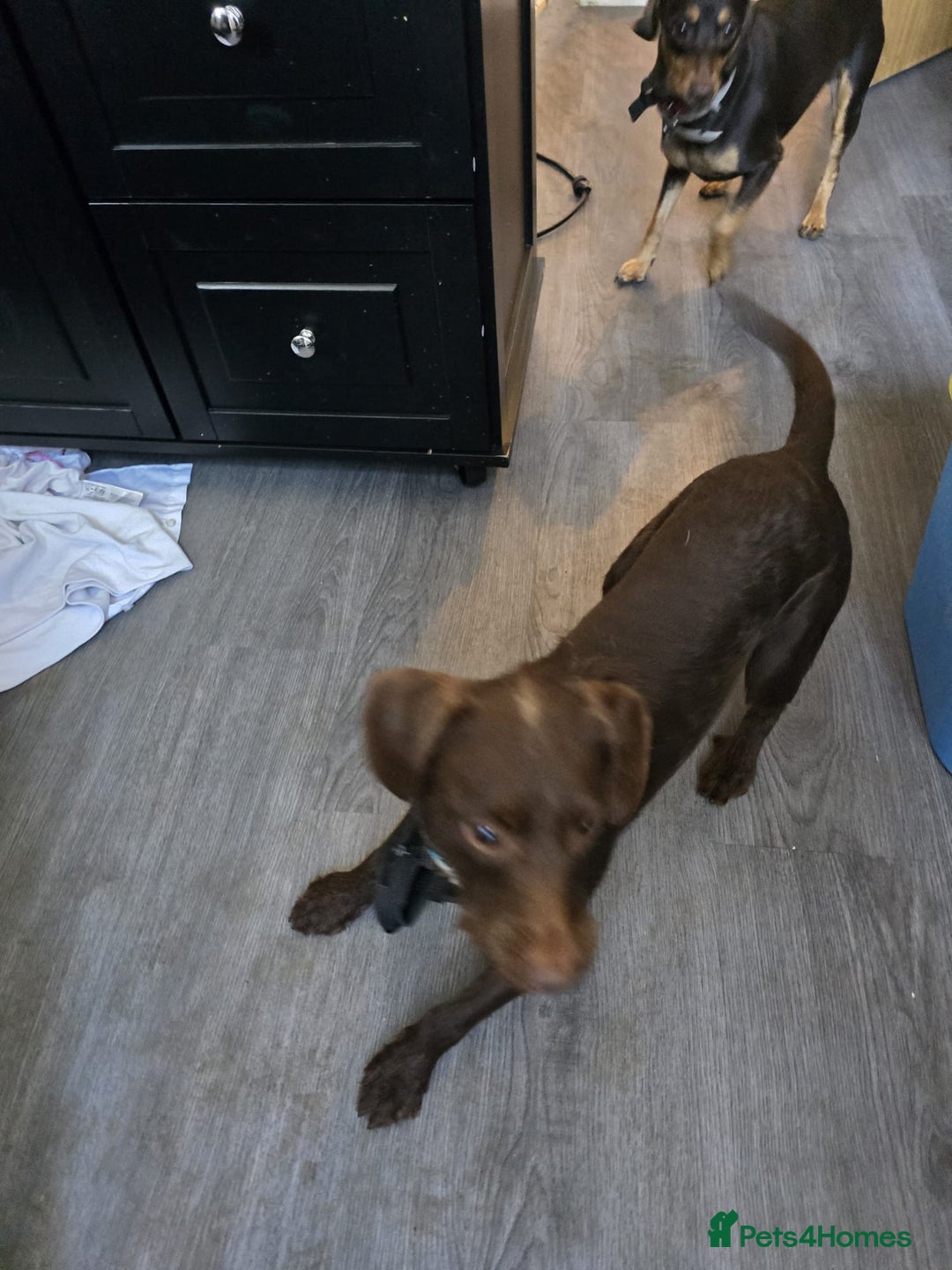 Mixed Breed dogs for sale: Three Dachshund crosses for sale - Image 1