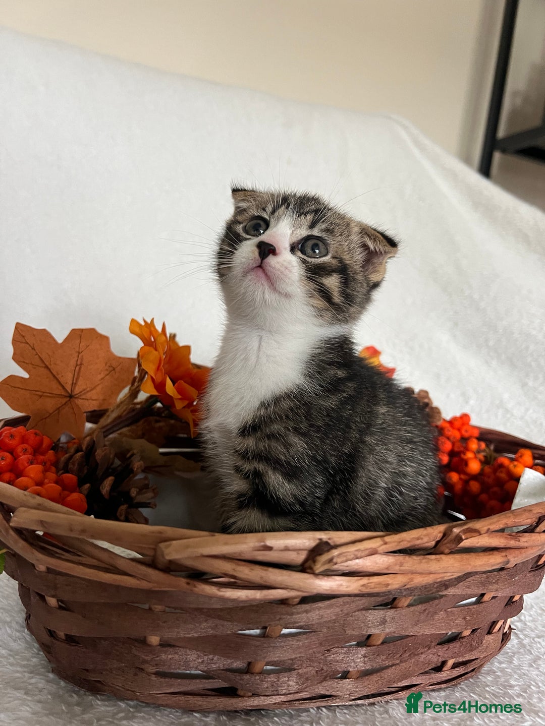 Scottish Fold cats for sale: Scottish fold kittens - Image 3
