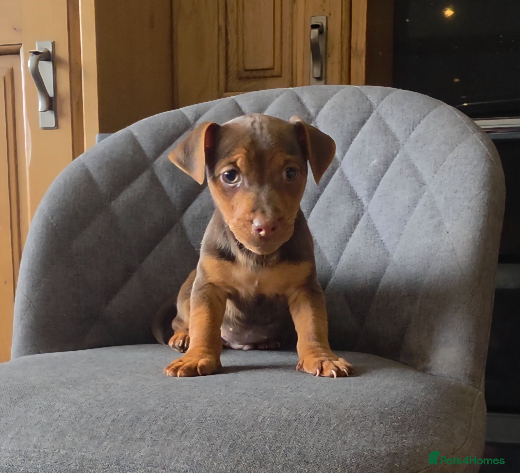 Jack Russell dogs Short Legged Jack Russell Puppies  - Advert 1
