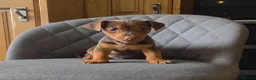 Jack Russell dogs for sale: Short Legged Jack Russell Puppies  - Advert 1