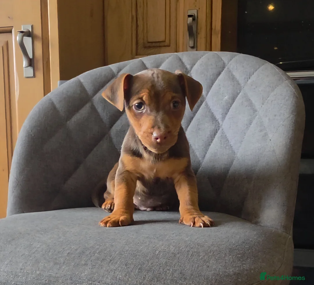Jack Russell dogs for sale: Short Legged Jack Russell Puppies  - Advert 1