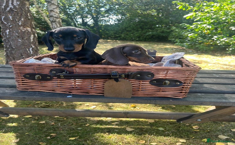 Miniature Dachshund dogs - Advert 12