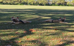 French Bulldog dogs for sale: Unique and Beautiful French bulldogs puppies  - Image 5