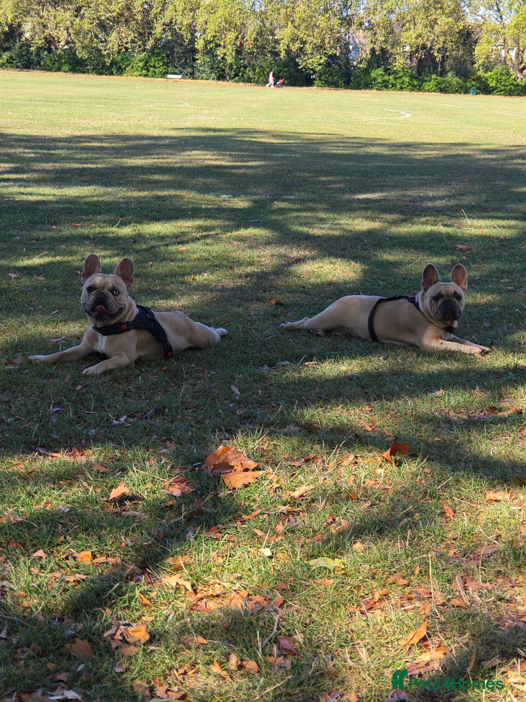 French Bulldog dogs for sale: Unique and Beautiful French bulldogs puppies  - Image 5