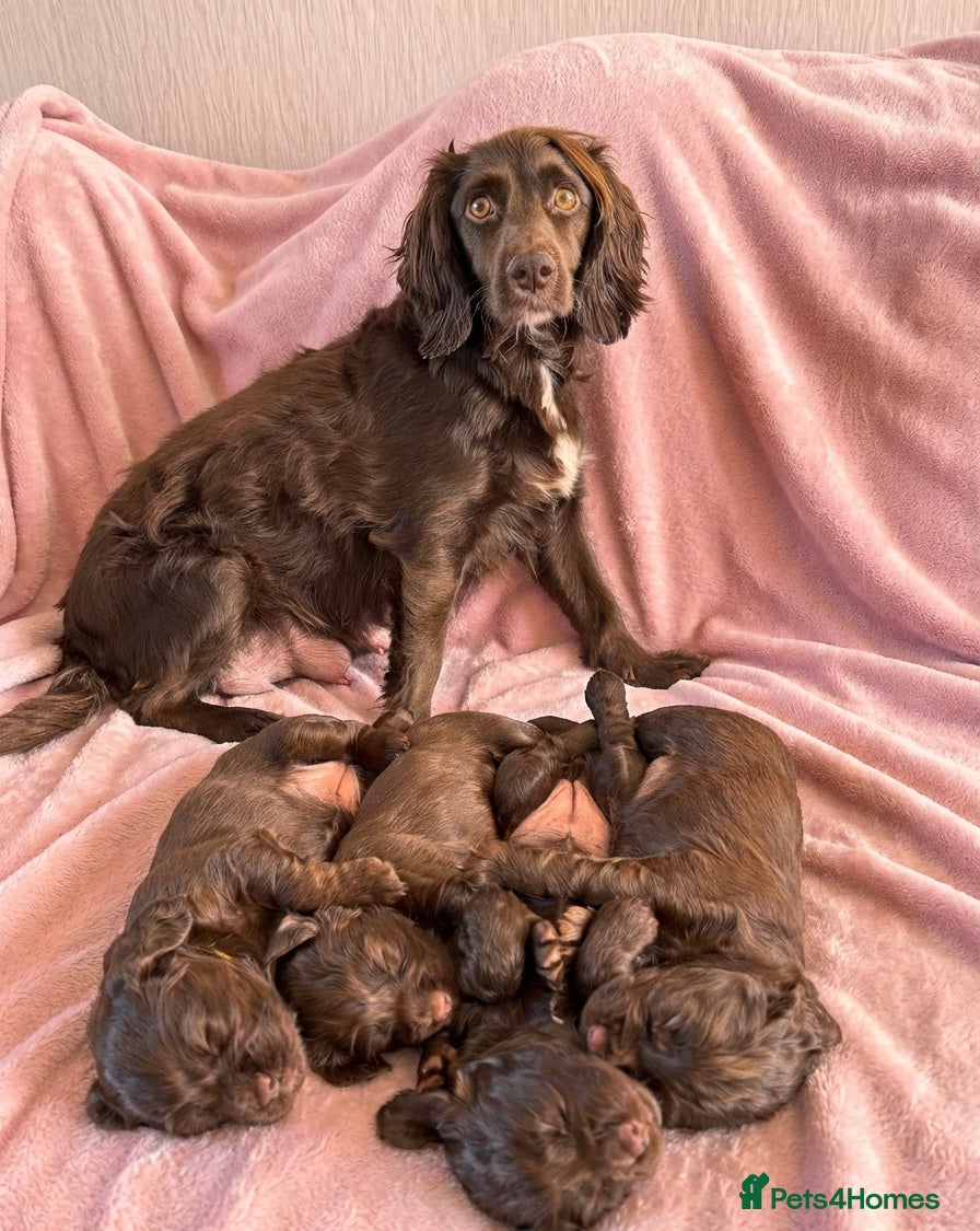 Cocker Spaniel dogs Stunning working cocker spaniel puppy’s  - Advert 20