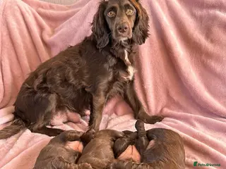 Cocker Spaniel dogs Stunning working cocker spaniel puppy’s - Advert 20