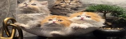 Scottish Fold cats for sale: Four wonderful Scottish Fold/straight kittens - Advert 1