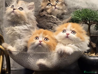 Scottish Fold cats Four wonderful Scottish Fold/straight kittens - Advert 9