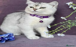 British Shorthair cats for sale: OPEN TO OFFERS TICA registered BSH kittens - Image 25