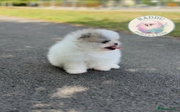 Pomeranian dogs for sale: Champion line🏆 Teddy Face 🧸 - Image 3