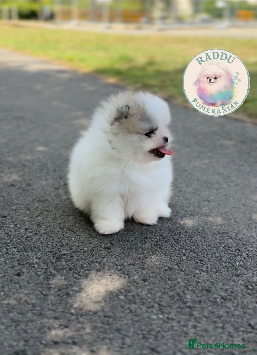 Pomeranian dogs for sale: Champion line🏆 Teddy Face 🧸 - Image 3