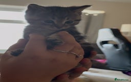 British Shorthair cats for sale: 5 gorgeous tabby kittens  - Image 11