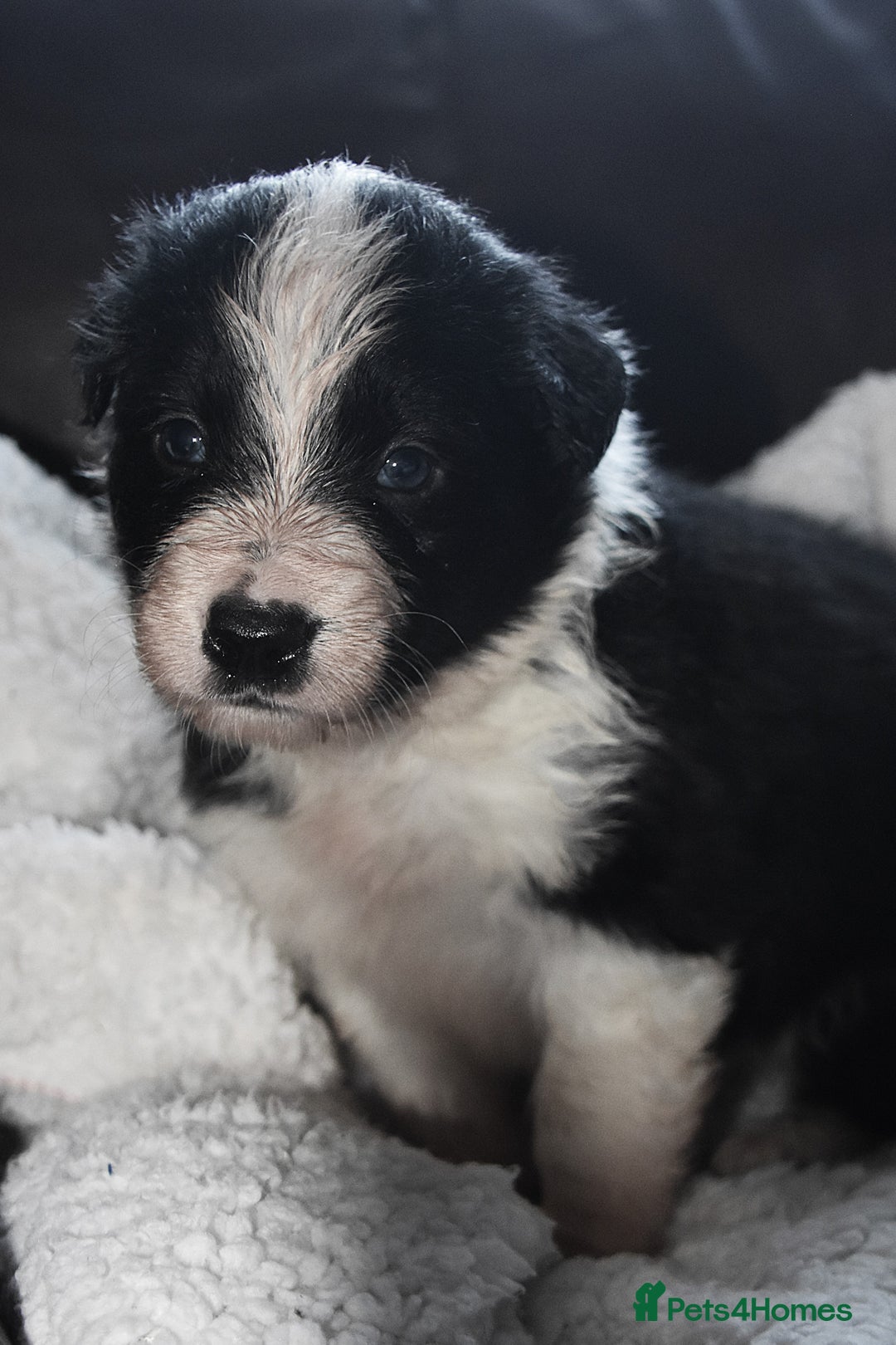 Border Collie dogs for sale: chunky collie pups - Advert 10
