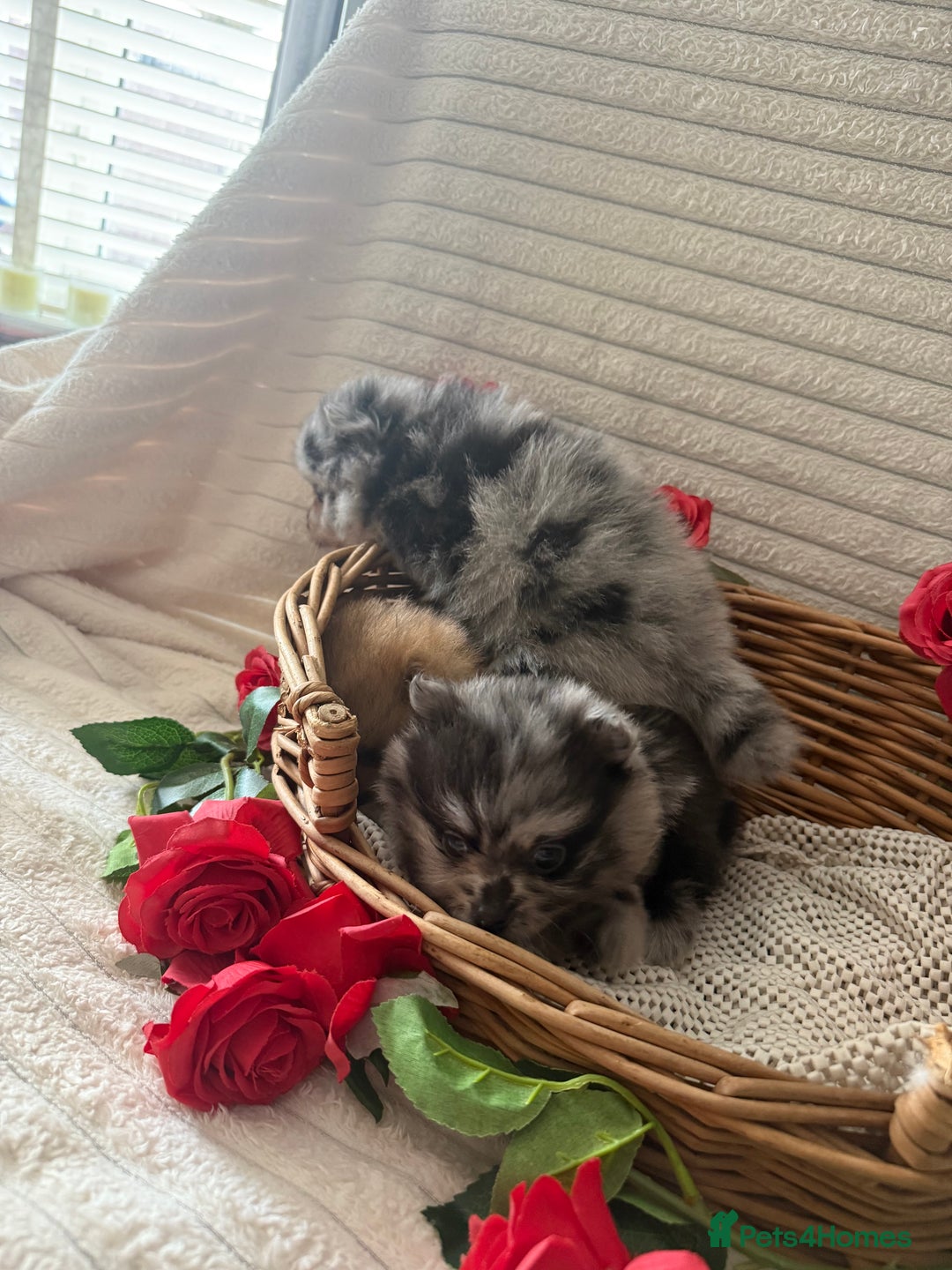 Pomeranian dogs for sale: Merle miniature Pomeranians  - Image 5