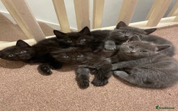 Mixed Breed cats for sale: Beautiful ragdoll x kittens  - Image 6