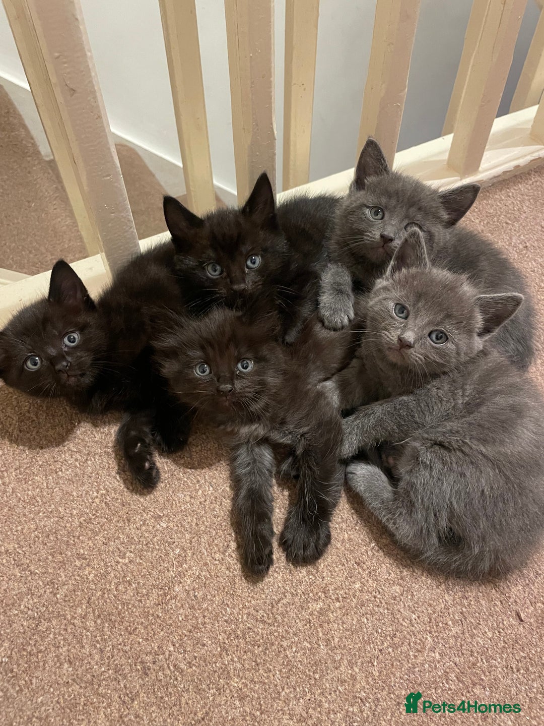 Mixed Breed cats for sale: Beautiful ragdoll x kittens  - Image 6