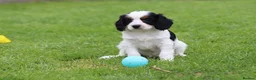 Cavapoo dogs for sale: Beautiful Cavapoo puppies for sale - Advert 27