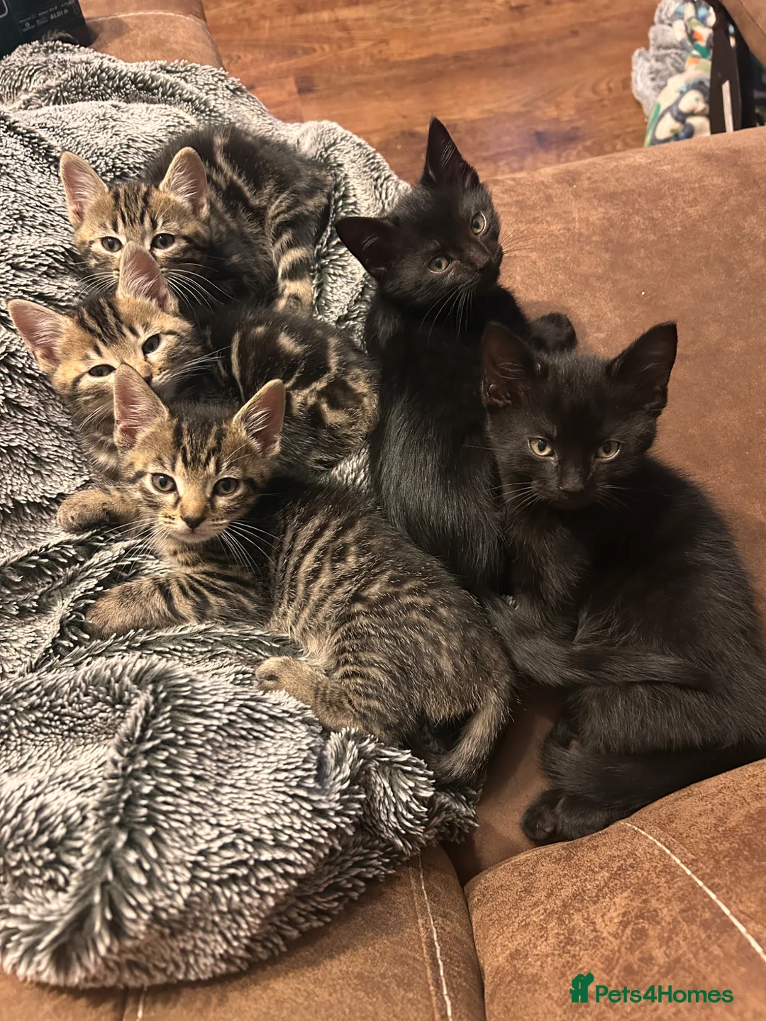 Mixed Breed cats for sale: Moggy Kittens  in Maidstone - Advert 2