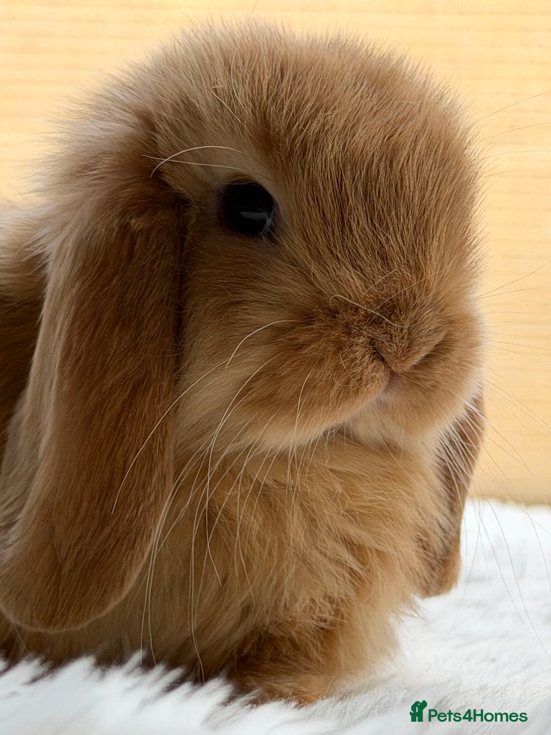 Mini Lop rabbits for sale: Mini lop - Advert 10