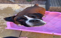 Mixed Breed dogs for sale: 2 gorgeous girls - Image 10