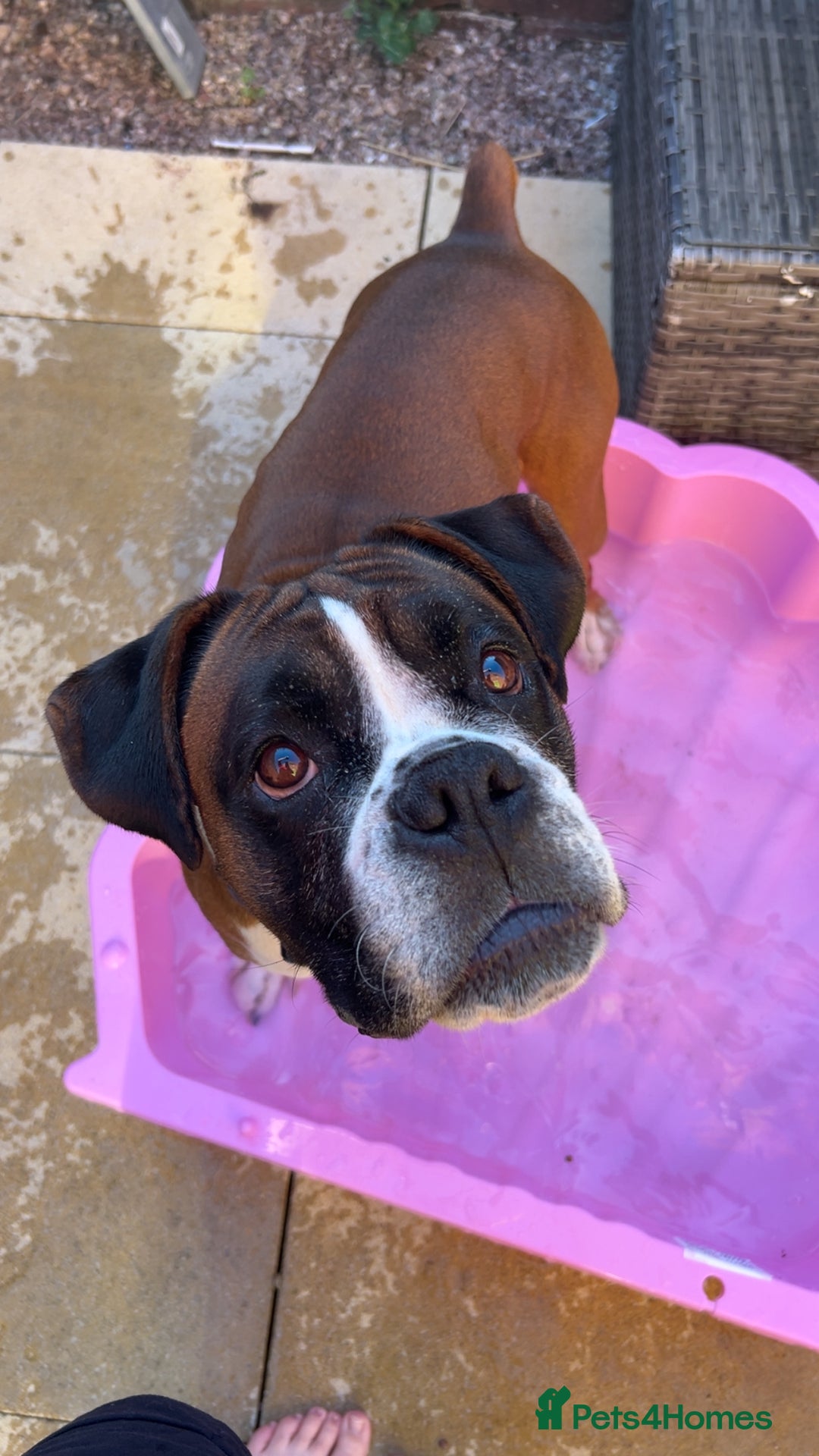 Mixed Breed dogs for sale: 2 gorgeous girls - Image 10
