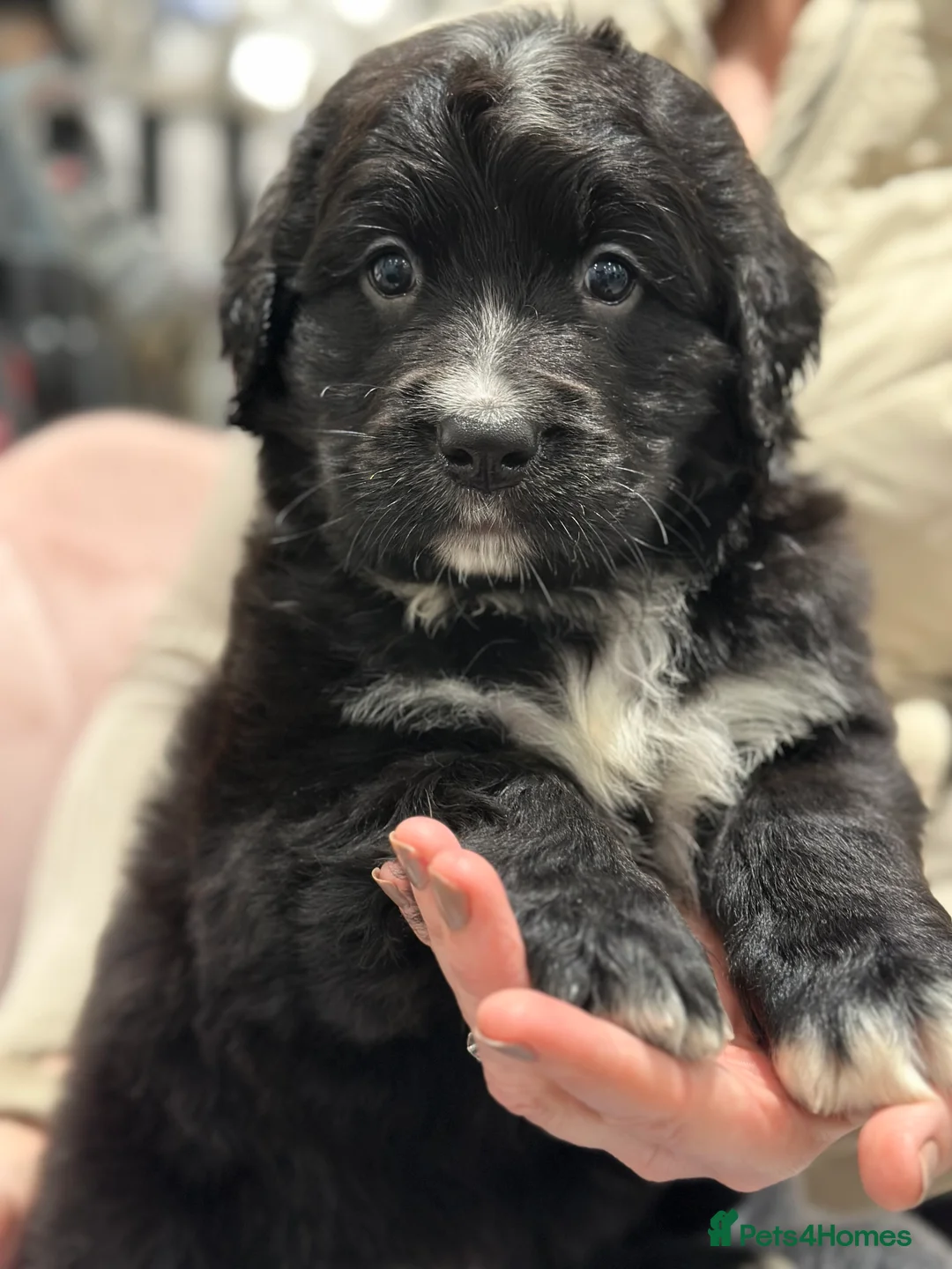 Bernese Mountain Dog dogs for sale: Wonderful litter of Golden Mountain Dogs - Advert 39