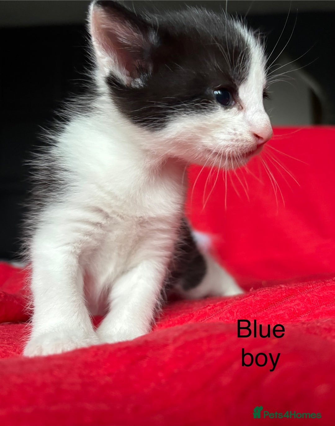 Mixed Breed cats for sale: Black and White fluffy kittens  - Advert 8