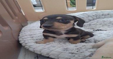 Dachshund dogs - Advert 3