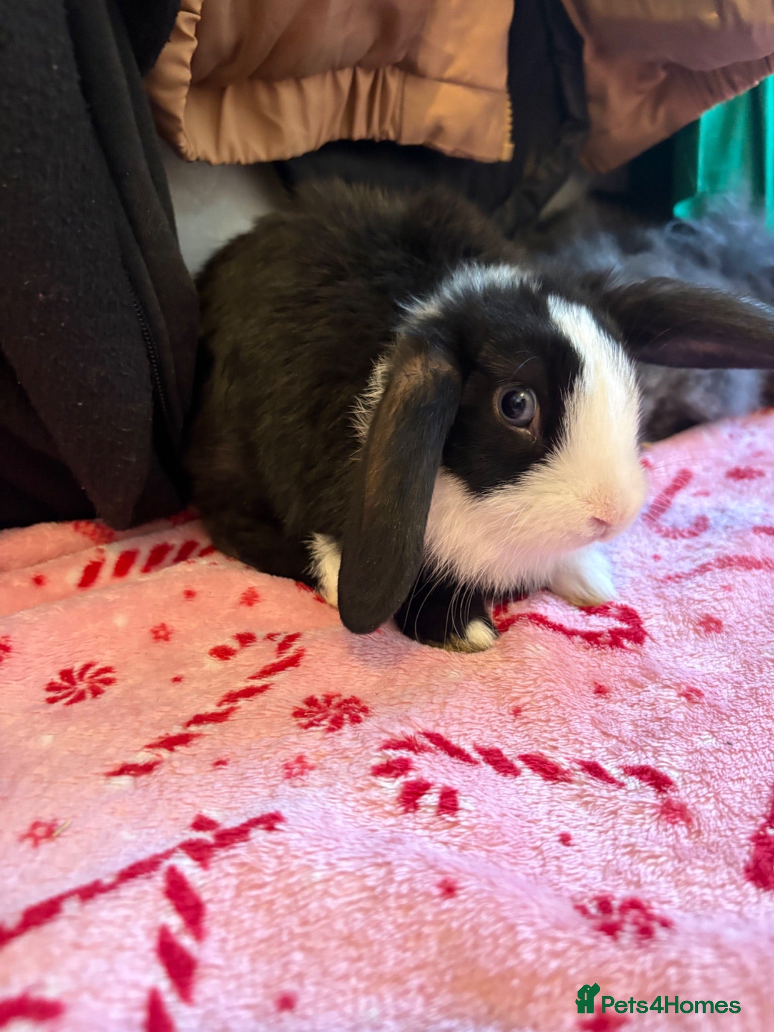 Mini Lion Lop rabbits Beautiful mini lion lop baby bunny rabbits  - Advert 1