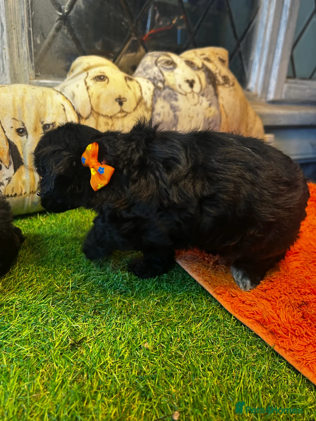 Cockapoo dogs for sale:  Northampton Cockapoos. Adorable F1 puppies - Advert 20