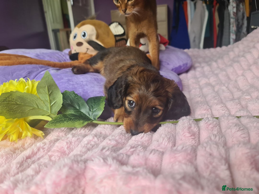 Dachshund dogs for sale: Last one beautiful long-haired dachshunds girl 😍 - Image 25