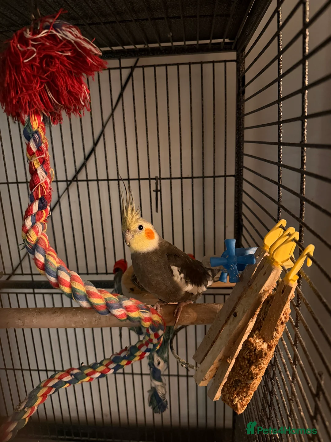 Cockatiels birds for sale: Semi tame cockatiel for sale - Advert 1