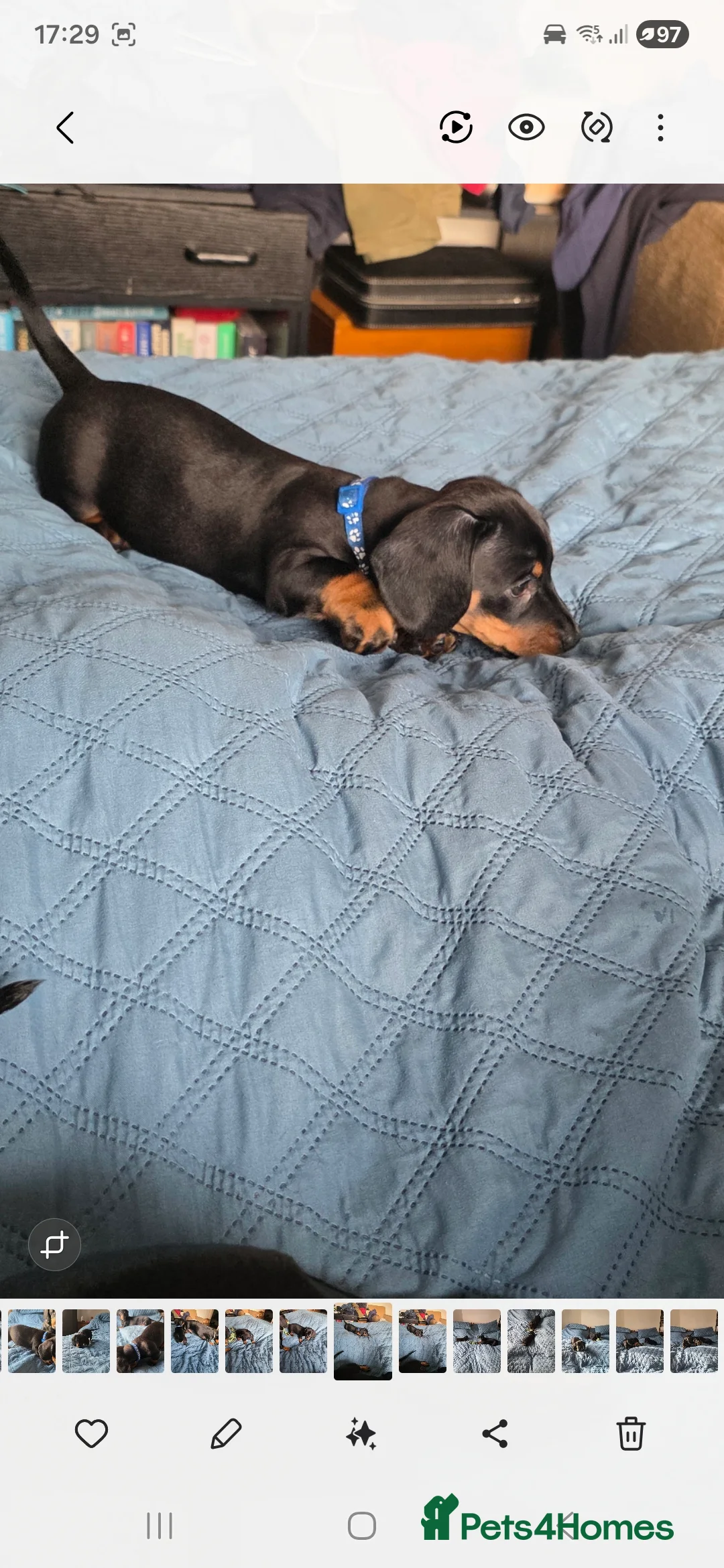 Dachshund dogs for sale: Outstanding Purebred Dachshunds: Health-Tested💎 - Advert 7
